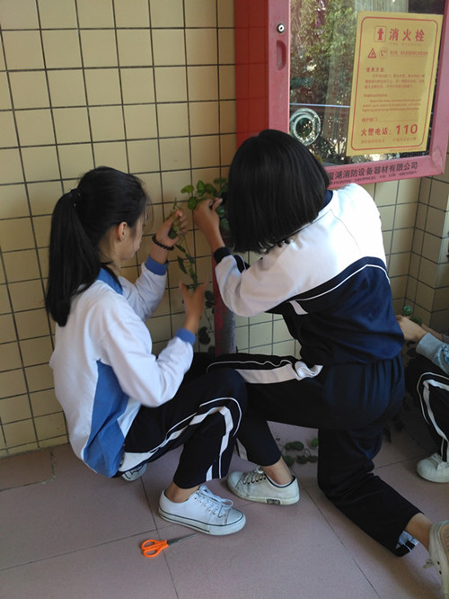 1.学生把院内掉漆粗糙的消防管缠上藤.jpg